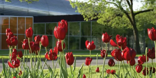 Outside photo of red tulips in front of MTCC building at Illinois Tech